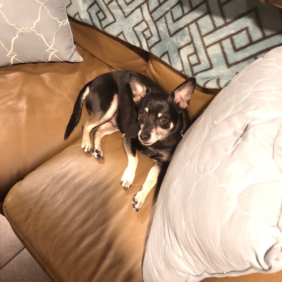 This is mine and Rachelโs fur babies. So much love - Picture 4 of 6